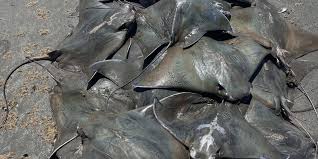 Image result for Rhinoptera brasiliensis