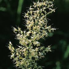 Attēlu rezultāti vaicājumam “Trisetum flavescens flower”