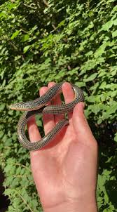 Image result for Leiostomus xanthurus