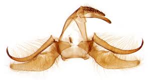 Attēlu rezultāti vaicājumam “Crambus hamella”