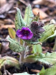 Attēlu rezultāti vaicājumam “Pulmonaria obscura leaf”
