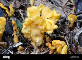 Attēlu rezultāti vaicājumam “Spathularia flavida”