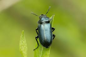 Attēlu rezultāti vaicājumam “Leistus terminatus”