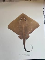 Image result for Megatrygon microps