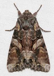 Attēlu rezultāti vaicājumam “Lacanobia contigua”