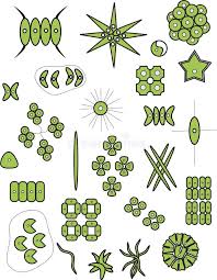 Attēlu rezultāti vaicājumam “Chlorophyta”