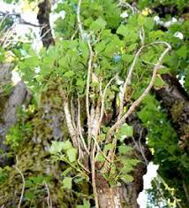 Attēlu rezultāti vaicājumam “Populus nigra leaf”