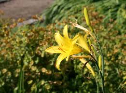 Attēlu rezultāti vaicājumam “Hemerocallis lilioasphodelus”
