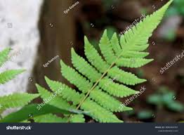 Attēlu rezultāti vaicājumam “Phegopteris connectilis”