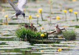 Attēlu rezultāti vaicājumam “Chlidonias niger”
