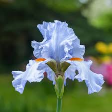 Image result for Iris