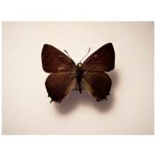 Attēlu rezultāti vaicājumam “Satyrium pruni”