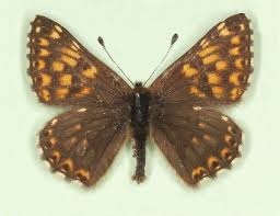 Attēlu rezultāti vaicājumam “Riodinidae”