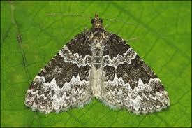 Attēlu rezultāti vaicājumam “Electrophaes corylata”