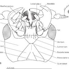 Attēlu rezultāti vaicājumam “Hypocaccus rugiceps”