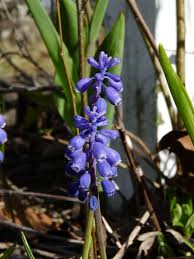 Attēlu rezultāti vaicājumam “Muscari botryoides flower”