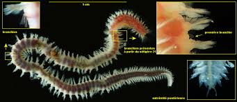 Attēlu rezultāti vaicājumam “Annelides”
