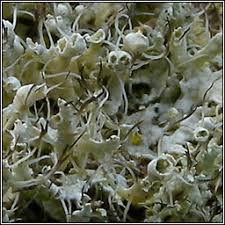 Attēlu rezultāti vaicājumam “Physcia adscendens”