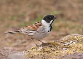 Attēlu rezultāti vaicājumam “Emberiza schoeniclus nest”