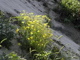 Attēlu rezultāti vaicājumam “Crepis tectorum flower”