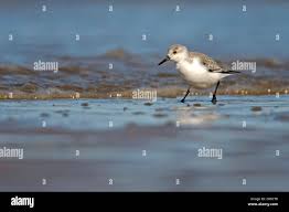 Attēlu rezultāti vaicājumam “Calidris alba adult”