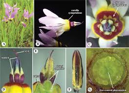 Attēlu rezultāti vaicājumam “Primula farinosa fruit”