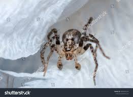 Attēlu rezultāti vaicājumam “Anyphaena accentuata”