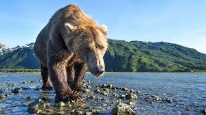 Image result for brown bear