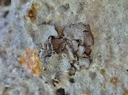 Attēlu rezultāti vaicājumam “Dermatocarpon miniatum”