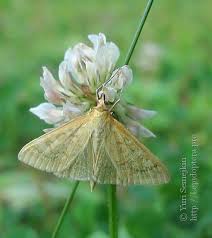Attēlu rezultāti vaicājumam “Mecyna flavalis”