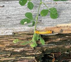 Attēlu rezultāti vaicājumam “Nematus ribesii larva”