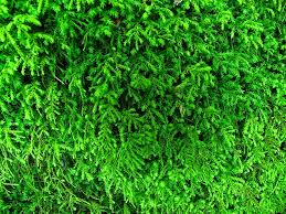 Attēlu rezultāti vaicājumam “Anomodon attenuatus”