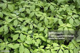 Attēlu rezultāti vaicājumam “Impatiens parviflora leaf”