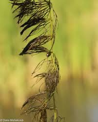 Attēlu rezultāti vaicājumam “Ceratophyllum submersum”