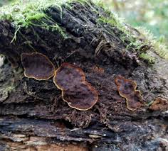 Attēlu rezultāti vaicājumam “Hymenochaete tabacina”