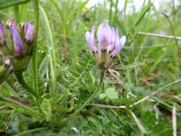 Attēlu rezultāti vaicājumam “Astragalus danicus flower”