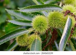 Attēlu rezultāti vaicājumam “Castanea sativa  fruit”