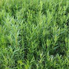 Attēlu rezultāti vaicājumam “Galium boreale”