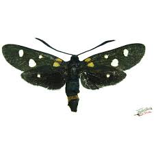 Attēlu rezultāti vaicājumam “Cleora cinctaria”