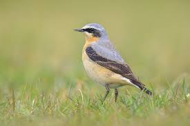 Attēlu rezultāti vaicājumam “Oenanthe oenanthe male”