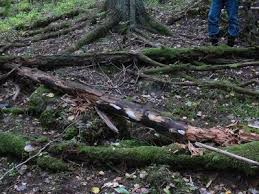 Attēlu rezultāti vaicājumam “Antrodia pulvinascens”