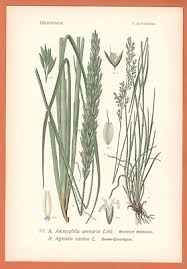 Attēlu rezultāti vaicājumam “Agrostis canina”