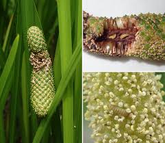 Image result for Acorus calamus