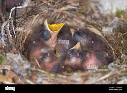 Attēlu rezultāti vaicājumam “Muscicapa striata nest”