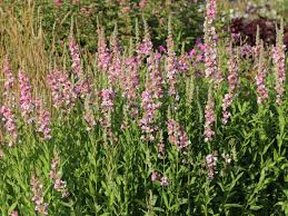 Image result for Blutweiderich