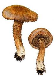 Attēlu rezultāti vaicājumam “Clavulinopsis cinerioides”