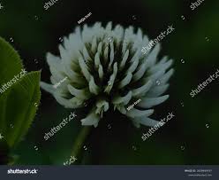 Attēlu rezultāti vaicājumam “Trifolium montanum fruit”