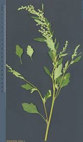 Image result for Chenopodium album
