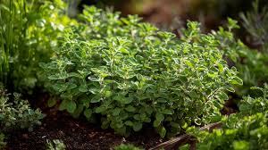 Image result for Oregano