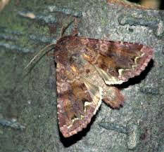 Attēlu rezultāti vaicājumam “Ceramica pisi”